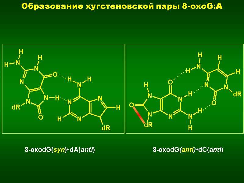 8-oxodG(syn)•dA(anti) 8-oxodG(anti)•dC(anti) Образование хугстеновской пары 8-oxoG:A